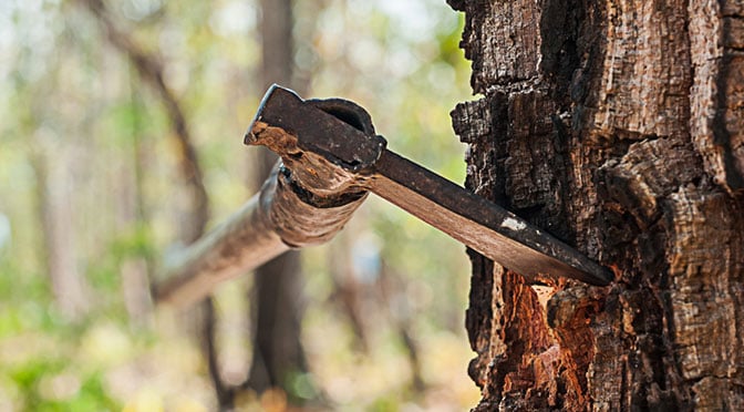 choaping-tree.jpg choaping-tree.jpg